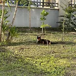 Oasis Konukevi 4*